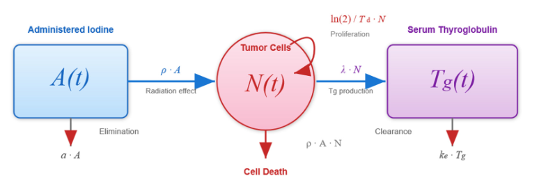 Compartment diagram linking administered iodine A(t), tumour-cell population N(t) and serum thyroglobulin Tg(t), with arrows for radiation effect, proliferation, cell death, biomarker production and elimination. A mechanistic research model, not an individual treatment instruction.