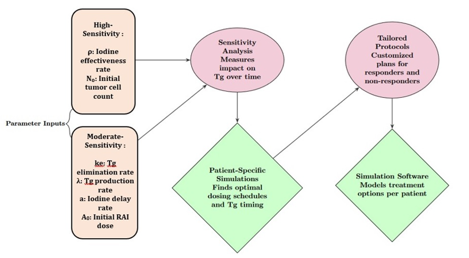 Research workflow for radio-iodine therapy modelling: sensitivity analysis of model parameters feeds patient-specific simulations, candidate tailored protocols and simulation software. This diagram describes a modelling approach, not a clinical treatment recommendation.